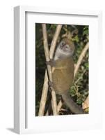 Eastern Lesser Bamboo Lemur (Hapalemur Griseus)-G &-Framed Photographic Print