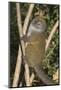 Eastern Lesser Bamboo Lemur (Hapalemur Griseus)-G &-Mounted Photographic Print