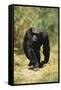 Eastern Long-Haired Chimpanzee-null-Framed Stretched Canvas