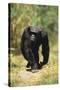 Eastern Long-Haired Chimpanzee-null-Stretched Canvas