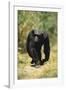 Eastern Long-Haired Chimpanzee-null-Framed Photographic Print