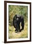 Eastern Long-Haired Chimpanzee-null-Framed Photographic Print