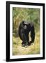 Eastern Long-Haired Chimpanzee-null-Framed Photographic Print