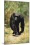 Eastern Long-Haired Chimpanzee-null-Mounted Photographic Print