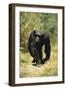 Eastern Long-Haired Chimpanzee-null-Framed Photographic Print