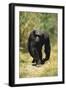 Eastern Long-Haired Chimpanzee-null-Framed Photographic Print