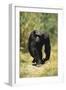 Eastern Long-Haired Chimpanzee-null-Framed Photographic Print