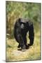 Eastern Long-Haired Chimpanzee-null-Mounted Photographic Print
