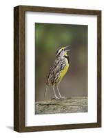 Eastern meadowlark singing, Ohio-Adam Jones-Framed Photographic Print