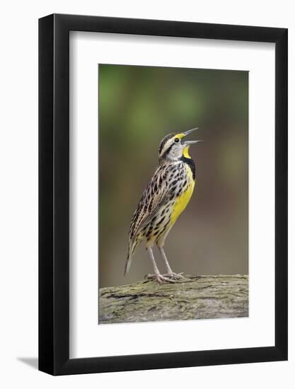 Eastern meadowlark singing, Ohio-Adam Jones-Framed Photographic Print