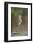 Eastern meadowlark singing, Ohio-Adam Jones-Framed Photographic Print