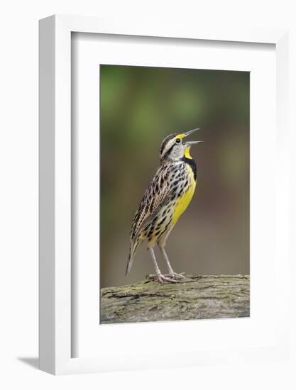 Eastern meadowlark singing, Ohio-Adam Jones-Framed Photographic Print