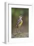 Eastern meadowlark singing, Ohio-Adam Jones-Framed Photographic Print