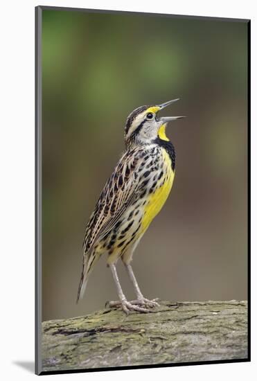 Eastern meadowlark singing, Ohio-Adam Jones-Mounted Photographic Print