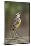 Eastern meadowlark singing, Ohio-Adam Jones-Mounted Photographic Print