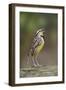 Eastern meadowlark singing, Ohio-Adam Jones-Framed Photographic Print