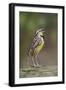 Eastern meadowlark singing, Ohio-Adam Jones-Framed Photographic Print