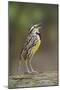 Eastern meadowlark singing, Ohio-Adam Jones-Mounted Photographic Print