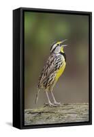 Eastern meadowlark singing, Ohio-Adam Jones-Framed Stretched Canvas