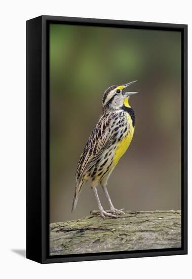 Eastern meadowlark singing, Ohio-Adam Jones-Framed Stretched Canvas