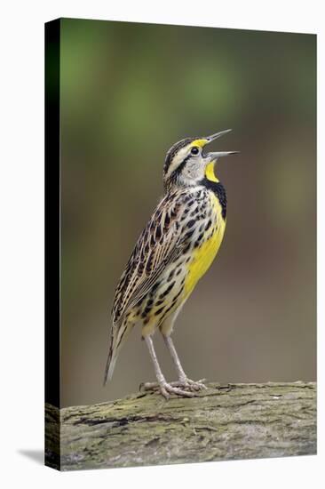 Eastern meadowlark singing, Ohio-Adam Jones-Stretched Canvas