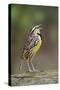 Eastern meadowlark singing, Ohio-Adam Jones-Stretched Canvas