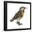 Eastern Meadowlark (Sturnella Magna), Birds-Encyclopaedia Britannica-Framed Poster