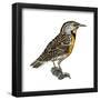 Eastern Meadowlark (Sturnella Magna), Birds-Encyclopaedia Britannica-Framed Poster