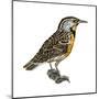 Eastern Meadowlark (Sturnella Magna), Birds-Encyclopaedia Britannica-Mounted Poster