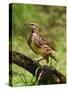 Eastern Meadowlark-Adam Jones-Stretched Canvas