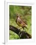 Eastern Meadowlark-Adam Jones-Framed Premium Photographic Print