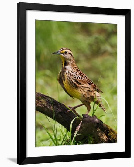 Eastern Meadowlark-Adam Jones-Framed Premium Photographic Print
