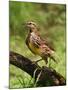 Eastern Meadowlark-Adam Jones-Mounted Premium Photographic Print