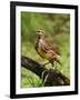 Eastern Meadowlark-Adam Jones-Framed Photographic Print