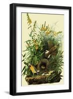 Eastern Meadowlarks-John James Audubon-Framed Premium Giclee Print