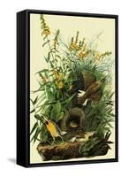 Eastern Meadowlarks-John James Audubon-Framed Stretched Canvas