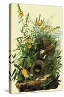 Eastern Meadowlarks-John James Audubon-Stretched Canvas