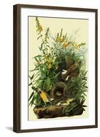 Eastern Meadowlarks-John James Audubon-Framed Giclee Print