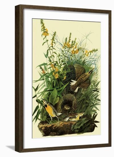 Eastern Meadowlarks-John James Audubon-Framed Giclee Print