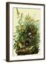 Eastern Meadowlarks-John James Audubon-Framed Giclee Print