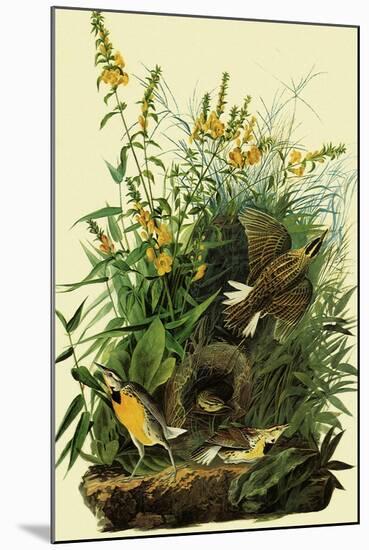 Eastern Meadowlarks-John James Audubon-Mounted Giclee Print