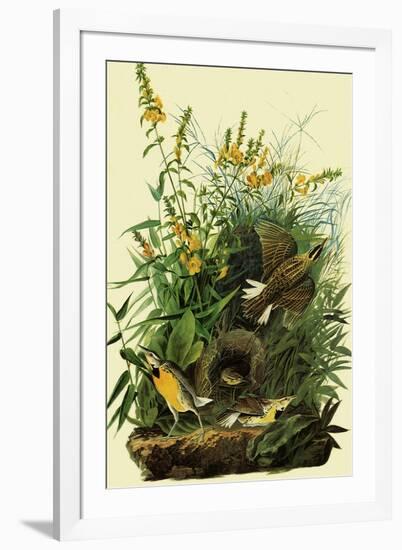 Eastern Meadowlarks-John James Audubon-Framed Giclee Print