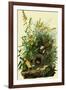 Eastern Meadowlarks-John James Audubon-Framed Giclee Print