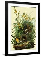 Eastern Meadowlarks-John James Audubon-Framed Giclee Print