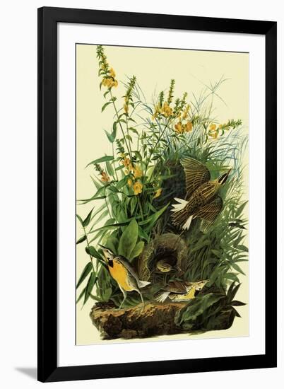 Eastern Meadowlarks-John James Audubon-Framed Giclee Print