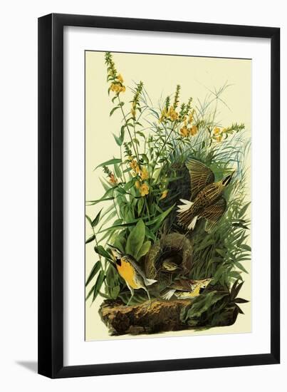 Eastern Meadowlarks-John James Audubon-Framed Giclee Print