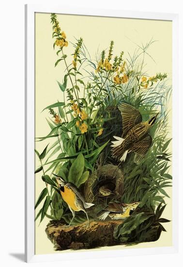 Eastern Meadowlarks-John James Audubon-Framed Giclee Print