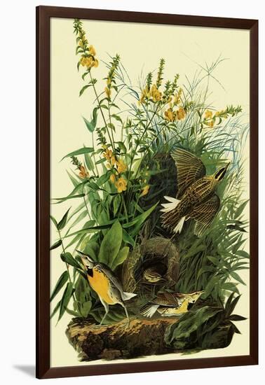 Eastern Meadowlarks-John James Audubon-Framed Giclee Print