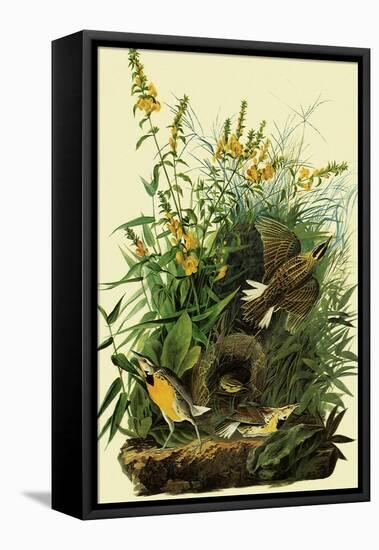 Eastern Meadowlarks-John James Audubon-Framed Stretched Canvas