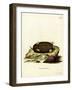 Eastern Mole-null-Framed Giclee Print